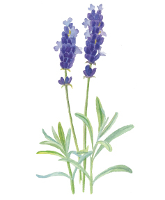 Lavender flower extract