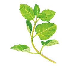 Peppermint leaf extract