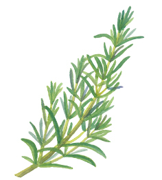 Rosemary leaf extract