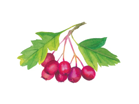 Hawthorn berry extract 