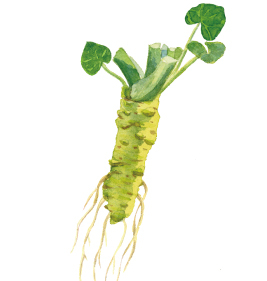 Lactobacillus Wasabi Root Fermented Extract