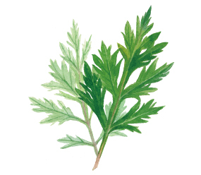 Mugwort leaf extract